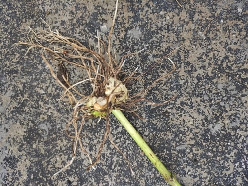 Polygonatum cyrtonema — photo