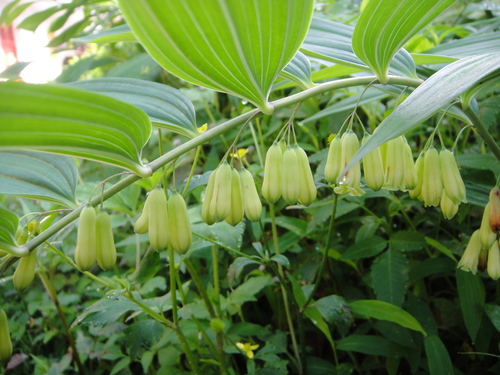 Polygonatum cyrtonema