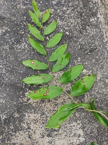 Polygonatum cyrtonema — photo