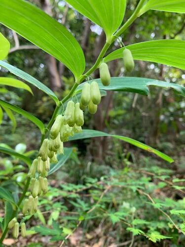 Polygonatum falcatum (Deer bamboo) — photo