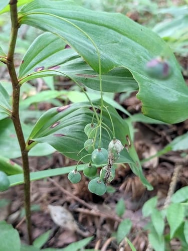 Polygonatum filipes — photo