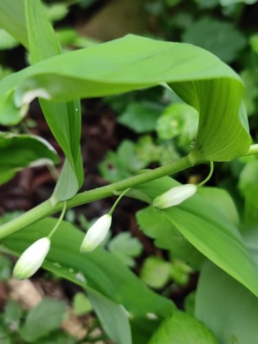 Polygonatum glaberrimum — photo