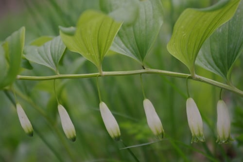 Polygonatum glaberrimum