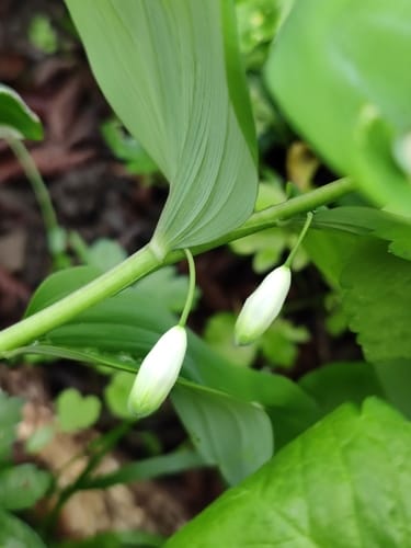 Polygonatum glaberrimum — photo