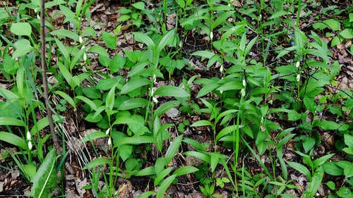 Polygonatum humile (Xiao yu zhu) — photo