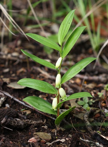 Polygonatum humile