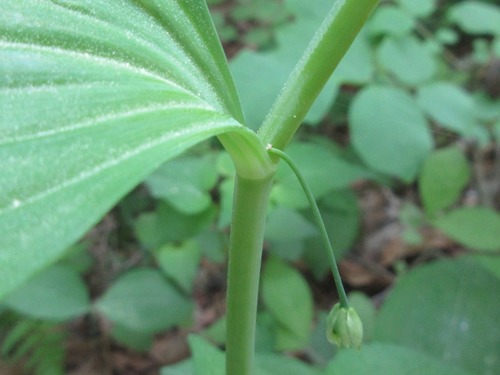 Polygonatum inflatum (Mao tong yu zhu) — photo