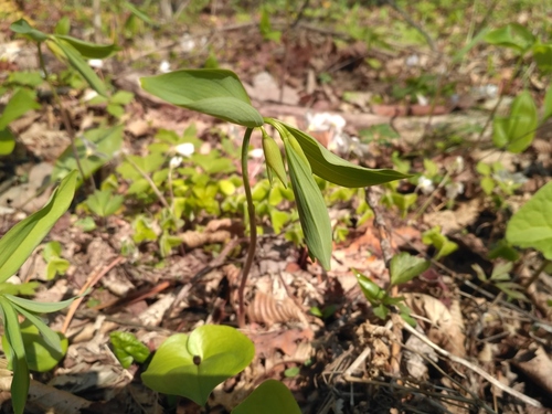 Polygonatum involucratum (Er bao huang jing) — photo