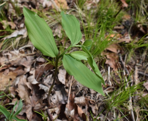 Polygonatum involucratum (Er bao huang jing) — photo
