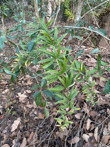 Polygonatum kingianum (King's solomon seal) — photo