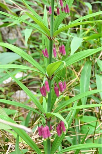 Polygonatum kingianum (King's solomon seal) — photo