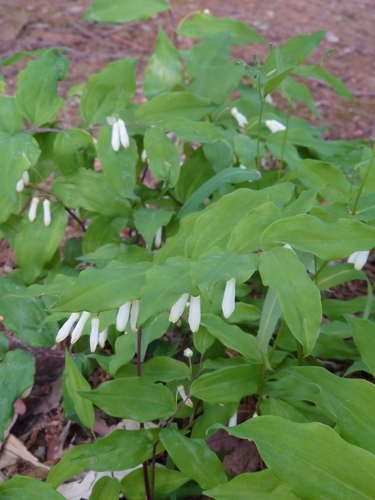 Polygonatum lasianthum — photo