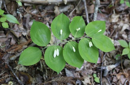 Polygonatum lasianthum — photo