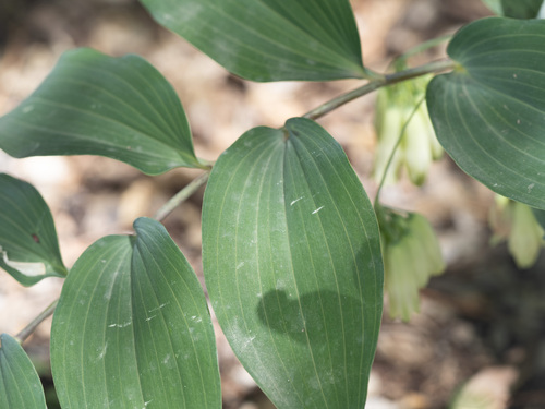 Polygonatum macropodum (Re he huang jing) — photo
