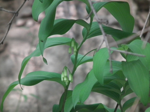 Polygonatum macropodum