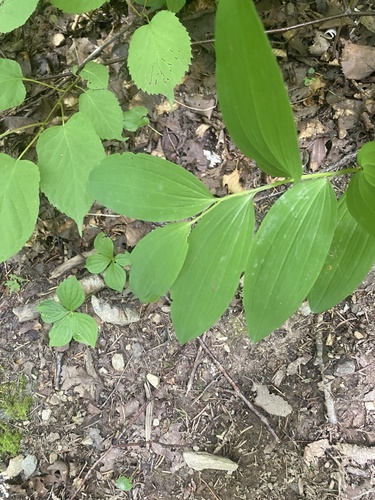 Polygonatum maximowiczii — photo