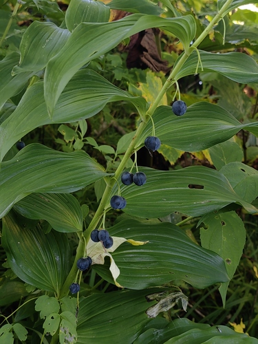 Polygonatum maximowiczii — photo