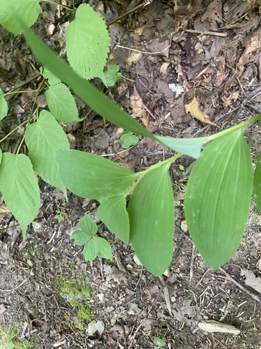Polygonatum maximowiczii