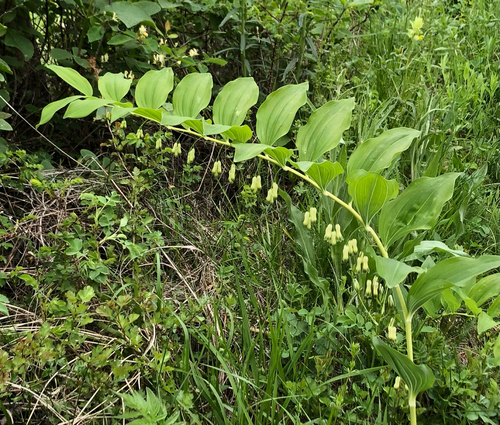 Polygonatum multiflorum (Solomon's seal) — photo
