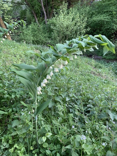 Polygonatum multiflorum (Solomon's seal) — photo