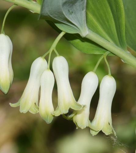 Polygonatum multiflorum