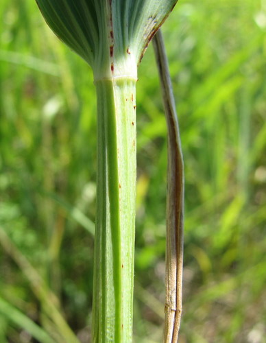 Polygonatum odoratum (Angular Solomon's Seal) — photo