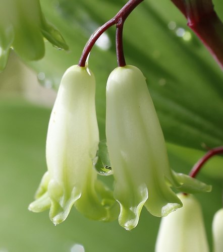 Polygonatum odoratum var. pluriforum — photo