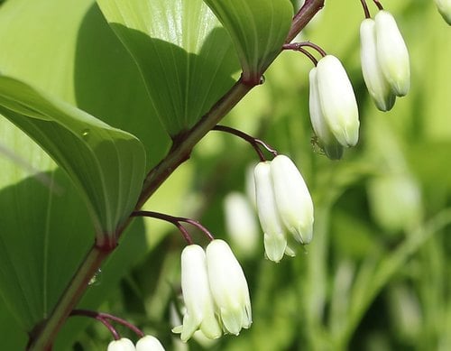 Polygonatum odoratum (Angular Solomon's Seal) — photo