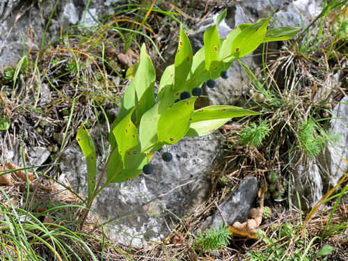Polygonatum officinale (Drug Solomonseal) — photo