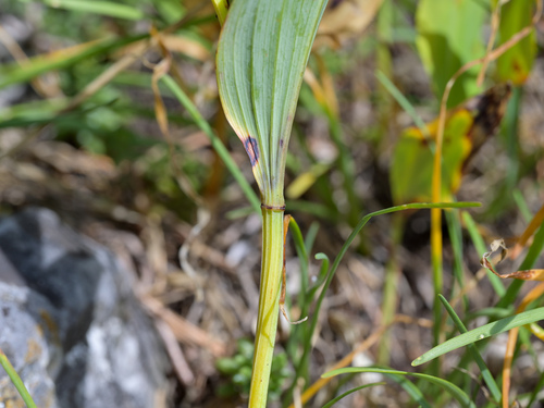 Polygonatum officinale (Drug Solomonseal) — photo