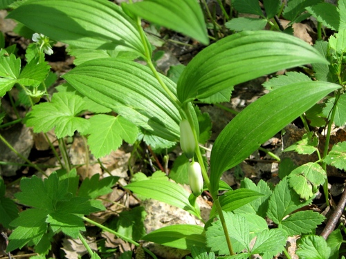 Polygonatum officinale
