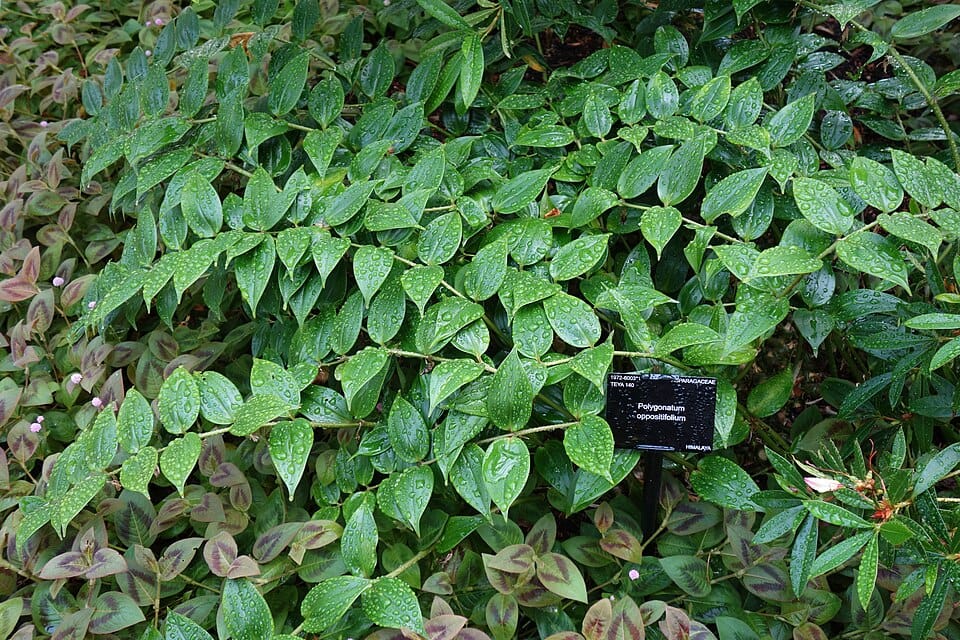Polygonatum oppositifolium — photo