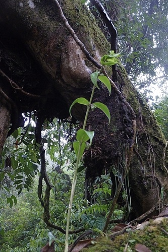 Polygonatum oppositifolium