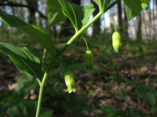 Polygonatum pubescens (Hairy Solomon's seal) — photo