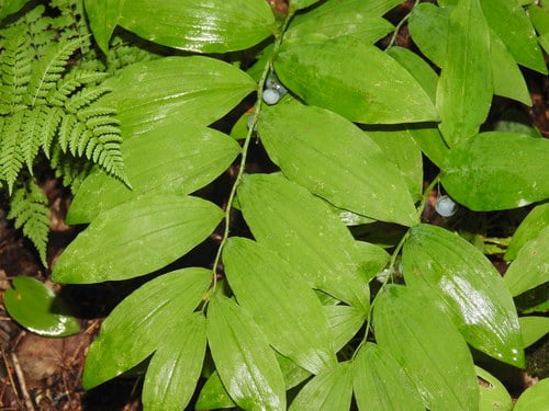 Polygonatum pubescens (Hairy Solomon's seal) — photo