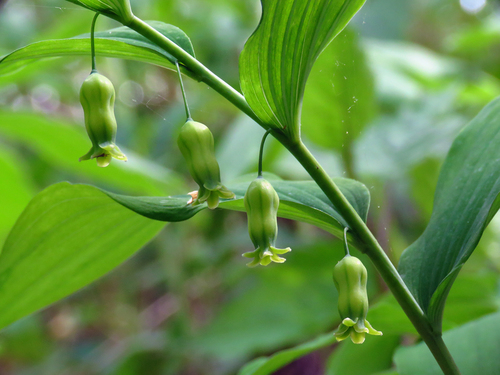 Hairy Solomon s Seal Polygonatum Pubescens Edible Plant Edible hairy-solomon-s-seal-polygonatum-pubescens-edible-plant-edible