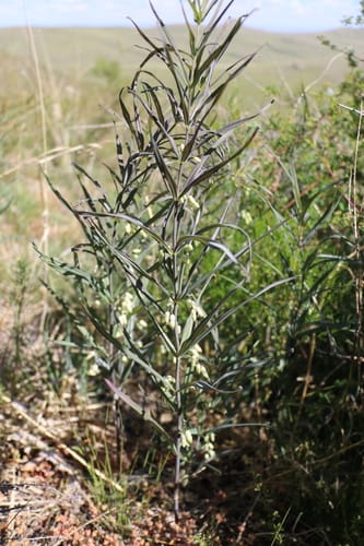 Polygonatum sibiricum (Huang jing) — photo
