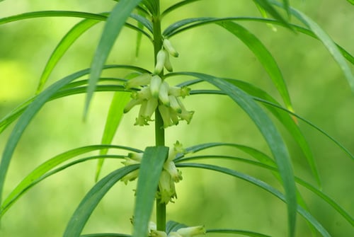 Polygonatum stenophyllum — photo