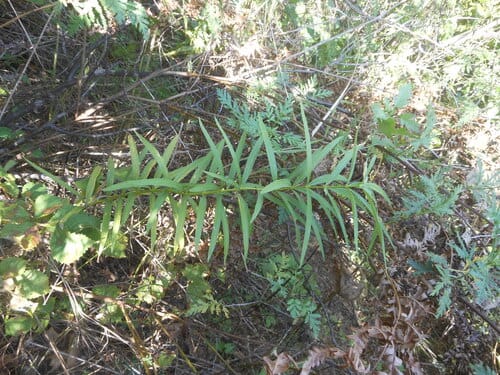 Polygonatum stenophyllum — photo