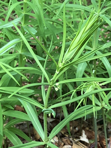 Polygonatum verticillatum (Whorled Solomon's seal) — photo