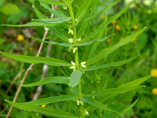 Polygonatum verticillatum (Whorled Solomon's seal) — photo
