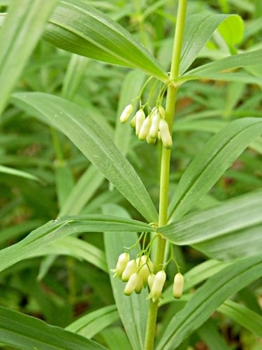 Polygonatum verticillatum