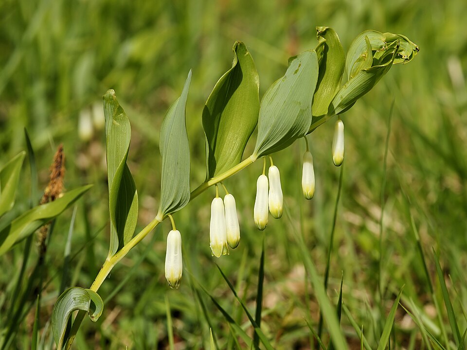 Polygonatum vulgare — photo