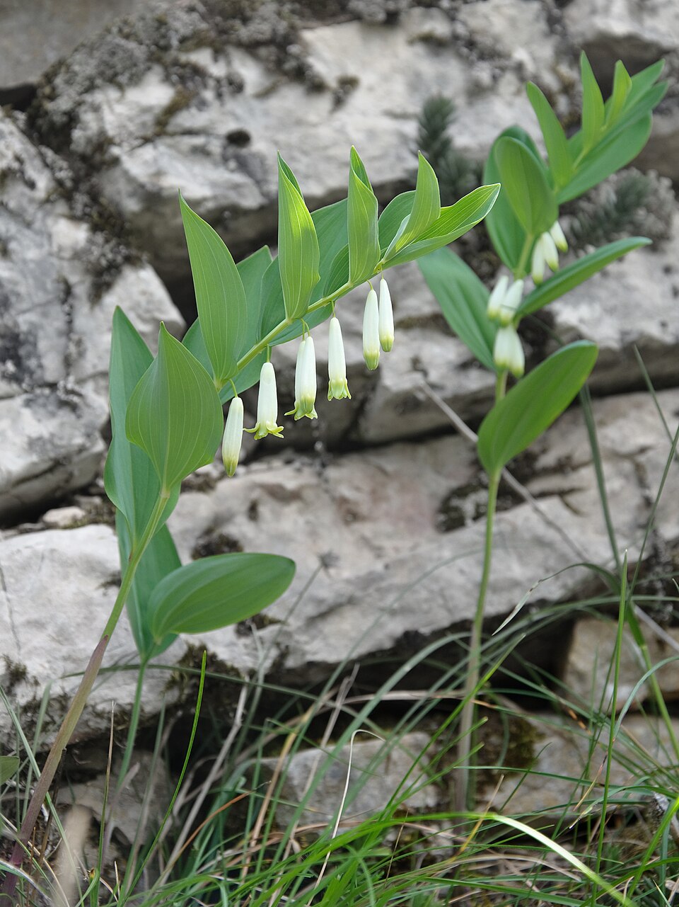 Polygonatum vulgare