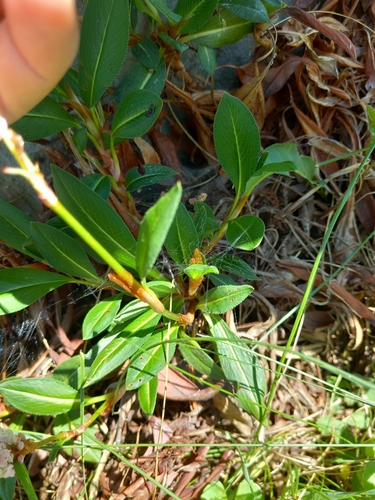 Polygonum affine — photo