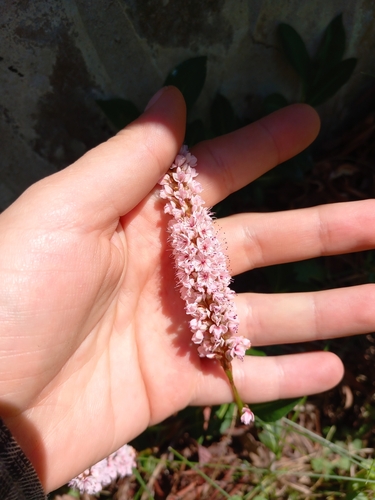 Polygonum affine — photo