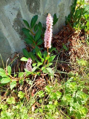 Polygonum affine