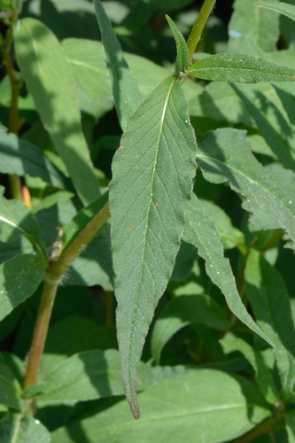 Polygonum alpinum — photo