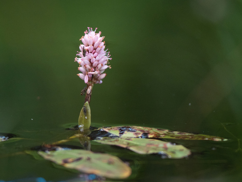 Polygonum amphibium f. terrestre