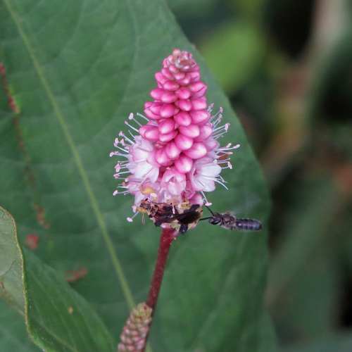 Polygonum amphibium f. terrestre — photo